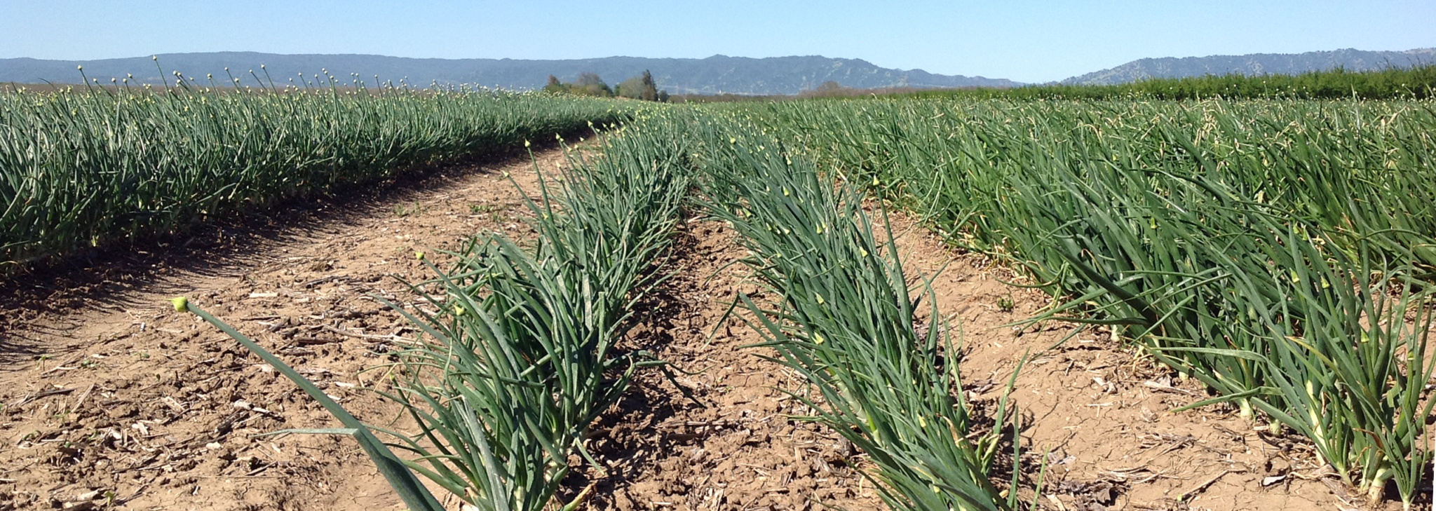 CarbonNeutralAgSciences | Innovative Water Management Science